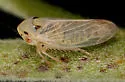 Macropsis notata - Macropsis notata