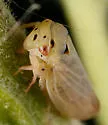 Macropsis notata - photo 2