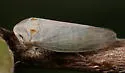 Macropsis notata - photo 3