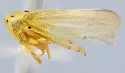 Macropsis notata - photo 4