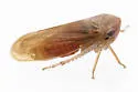 Macropsis occidentalis - Macropsis occidentalis