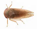 Macropsis occidentalis - photo 2