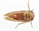 Macropsis occidentalis - photo 3