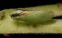 Macropsis ocellata - photo 2