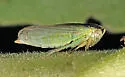 Macropsis ocellata - photo 3