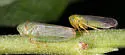 Macropsis ocellata - photo 4