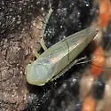Macropsis ocellata - photo 5