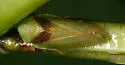 Macropsis osborni - photo 2