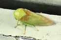 Macropsis osborni - photo 3