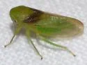 Macropsis osborni - photo 4