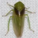 Macropsis osborni - photo 5