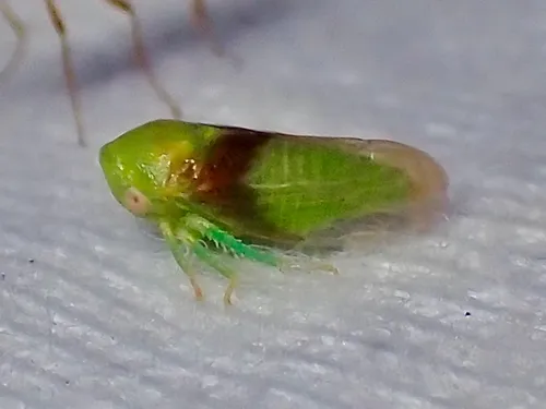 Macropsis pulchra