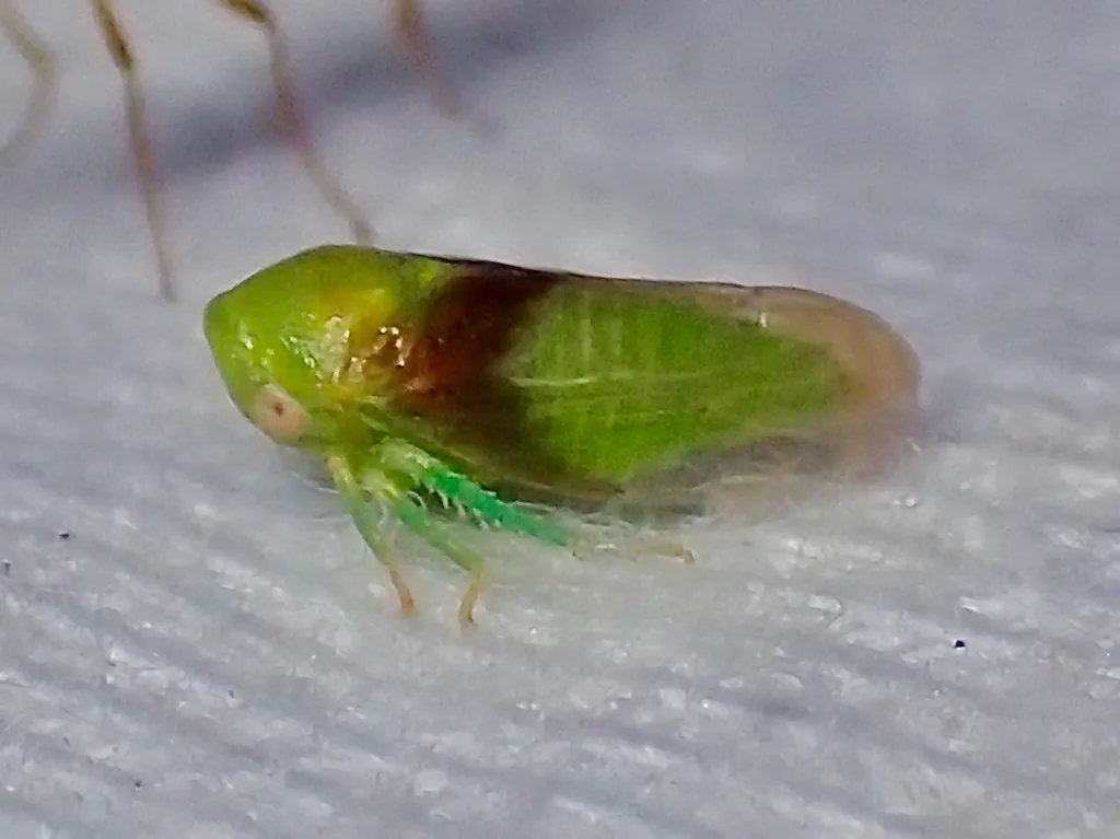 Macropsis pulchra - photo 2