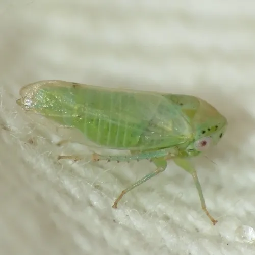 Macropsis punctifrons