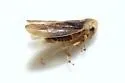 Macropsis robusta - photo 5