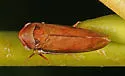 Macropsis rufescens - Macropsis rufescens
