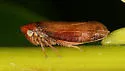 Macropsis rufescens - photo 2