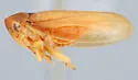 Macropsis rufescens - photo 3