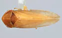 Macropsis rufescens - photo 4