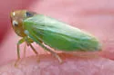 Macropsis rufocephalus - photo 2