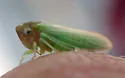 Macropsis rufocephalus - photo 3