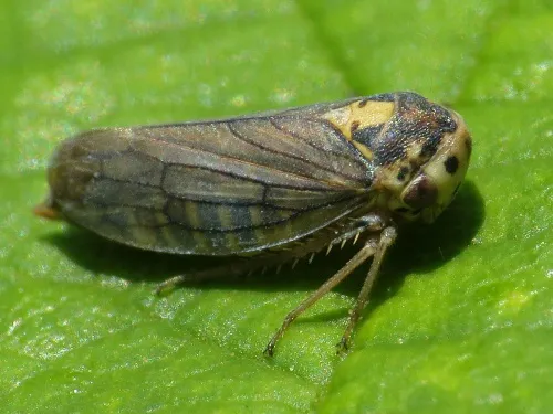 Macropsis scotti - Macropsis scotti