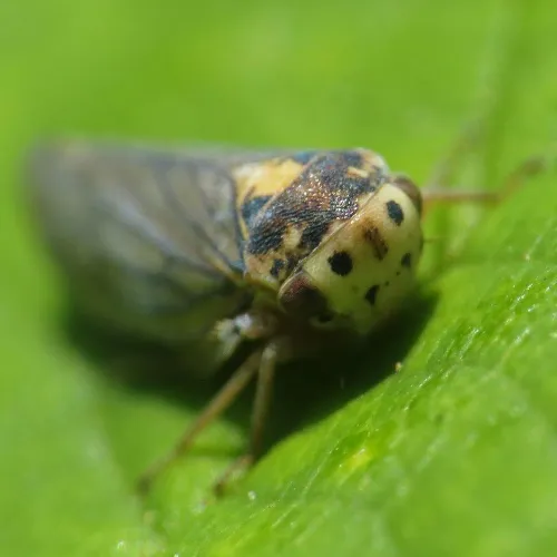 Macropsis scotti - photo 2