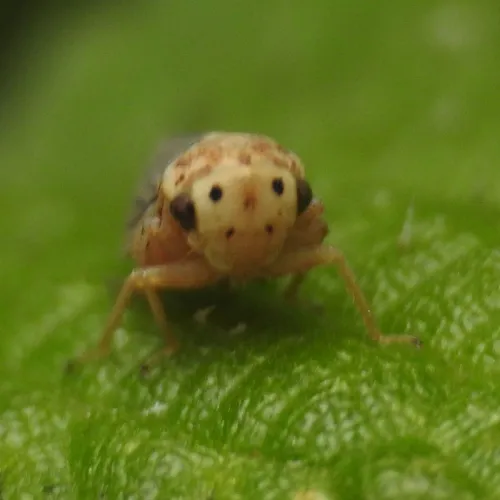 Macropsis scotti - photo 3