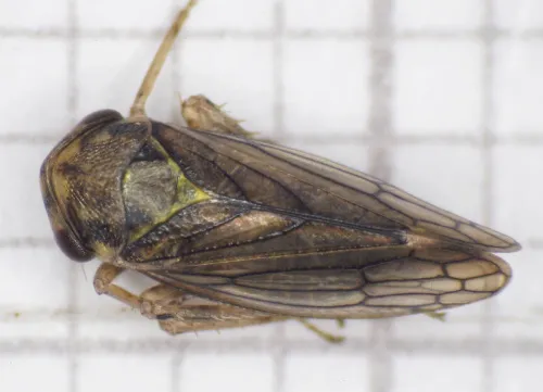 Macropsis scutellata - photo 2