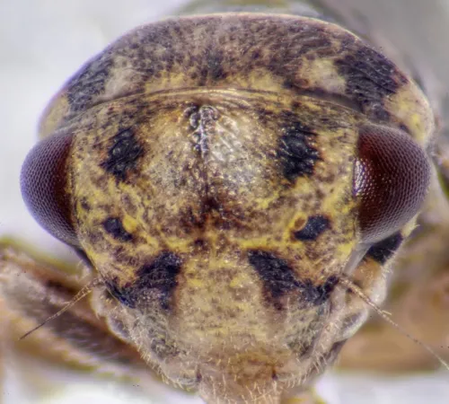 Macropsis scutellata - photo 3