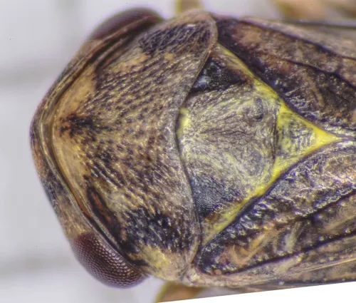 Macropsis scutellata - photo 4