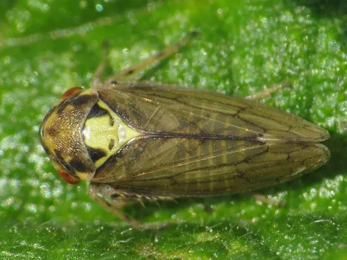 Macropsis scutellata - photo 5