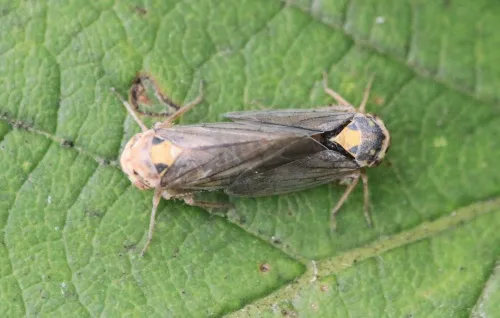 Macropsis scutellata - photo 6