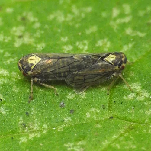 Macropsis scutellata - photo 7