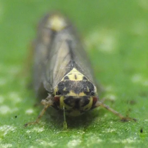 Macropsis scutellata - photo 8