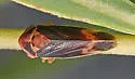 Macropsis sordida - photo 2