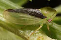 Macropsis sordida - photo 3