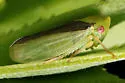 Macropsis sordida - photo 4