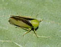 Macropsis sordida - photo 5