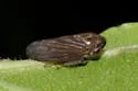 Macropsis tristis