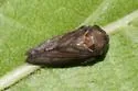 Macropsis tristis - photo 2