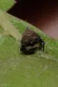Macropsis tristis - photo 3