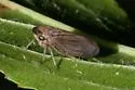 Macropsis tristis - photo 4