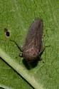 Macropsis tristis - photo 5
