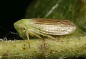 Macropsis tunicata - Macropsis tunicata