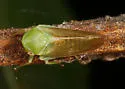Macropsis tunicata - photo 2