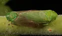 Macropsis tunicata - photo 3