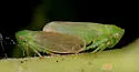 Macropsis tunicata - photo 4