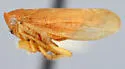 Macropsis vinea