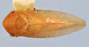 Macropsis vinea - photo 2